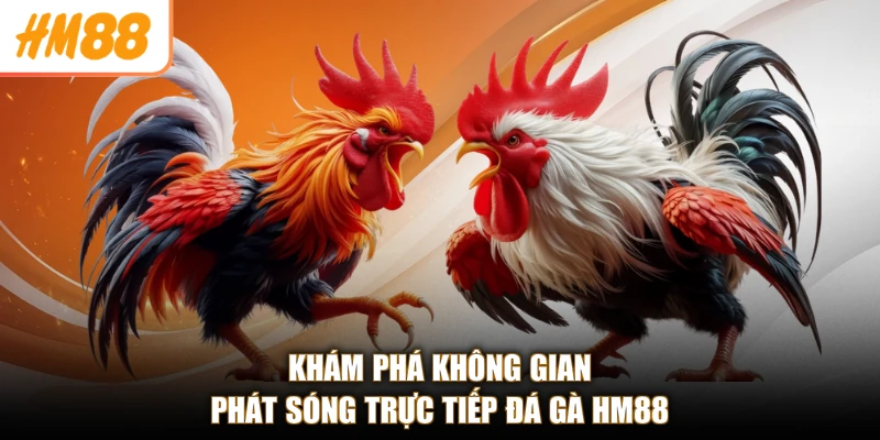 Đá Gà HM88 1 Khám phá không gian phát sóng trực tiếp đá gà HM88