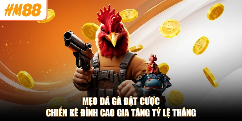 Mẹo đá gà đặt cược chiến kê đỉnh cao gia tăng tỷ lệ thắng