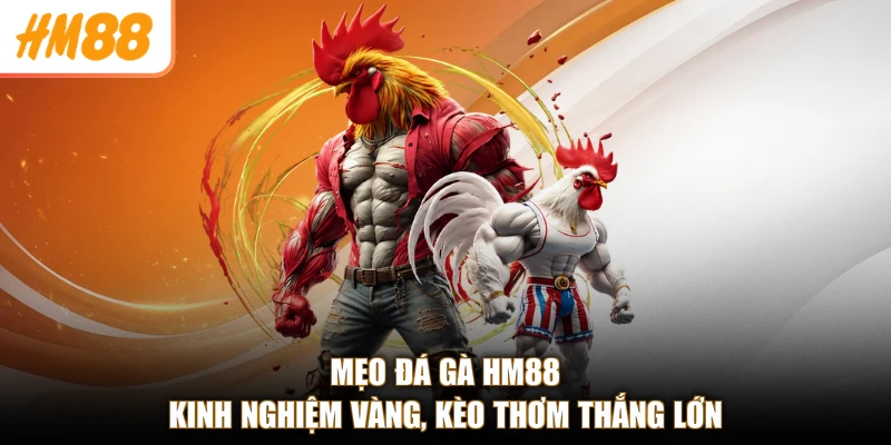 Mẹo Đá Gà HM88 - Kinh Nghiệm Vàng, Kèo Thơm Thắng Lớn
