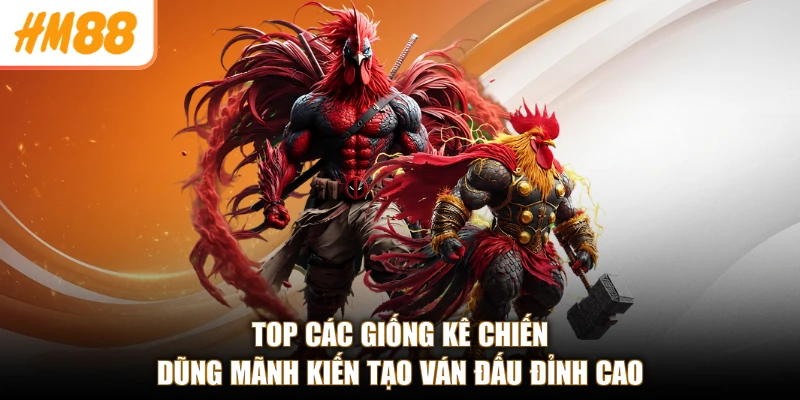 Top các giống kê chiến dũng mãnh kiến tạo ván đấu đỉnh cao
